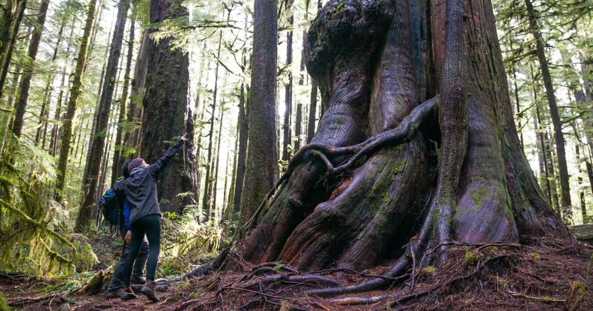 10 Oldest Coniferous Trees in the World
