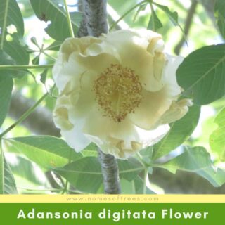 Adansonia digitata Flower