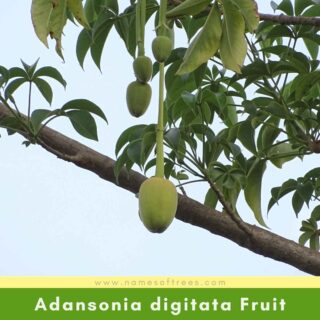 Adansonia digitata Fruit