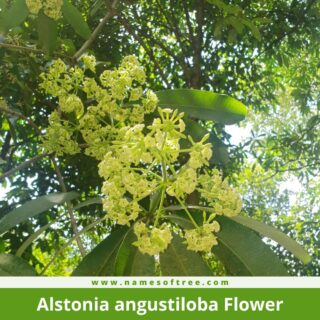 Alstonia angustiloba Flower