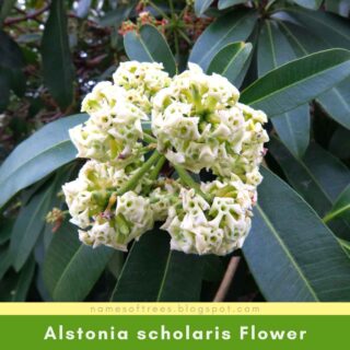 Alstonia scholaris Flower
