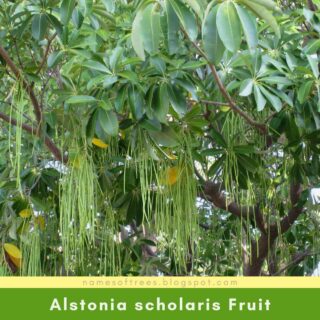 Alstonia scholaris Fruit