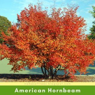 American Hornbeam