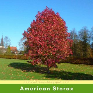 American Storax