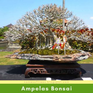 Ampelas Bonsai