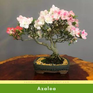 Azalea Bonsai