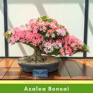 Azalea Hybrid Bonsai