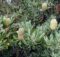 Characteristics of Banksia Saw Tree (Banksia serrata) in the Wild