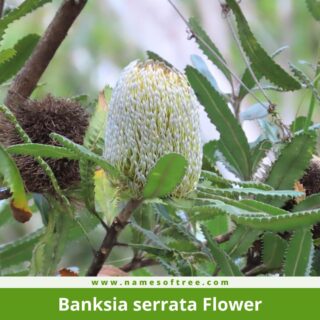 Banksia serrata Flower