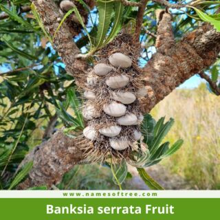 Banksia serrata Fruit