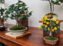 5 Nuisance Plants That Can Be Used As Bonsai Objects