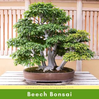 Beech Bonsai