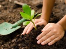 Benefits of Teaching Children to Plant Trees from a Small Age