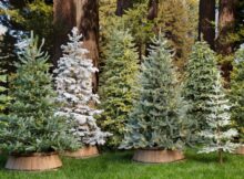 Best Types of Christmas Trees