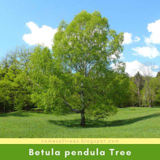 Betula pendula Tree
