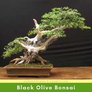 Black Olive Bonsai