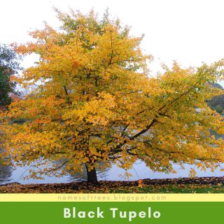 Black Tupelo