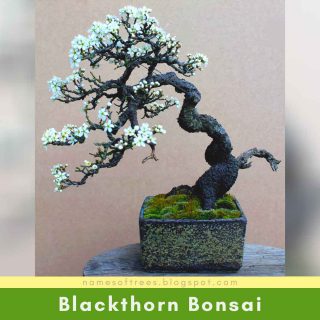 Blackthorn Bonsai