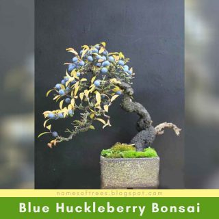 Blue Huckleberry Bonsai