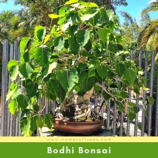 Bodhi Bonsai