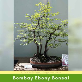 Bombay Ebony Bonsai