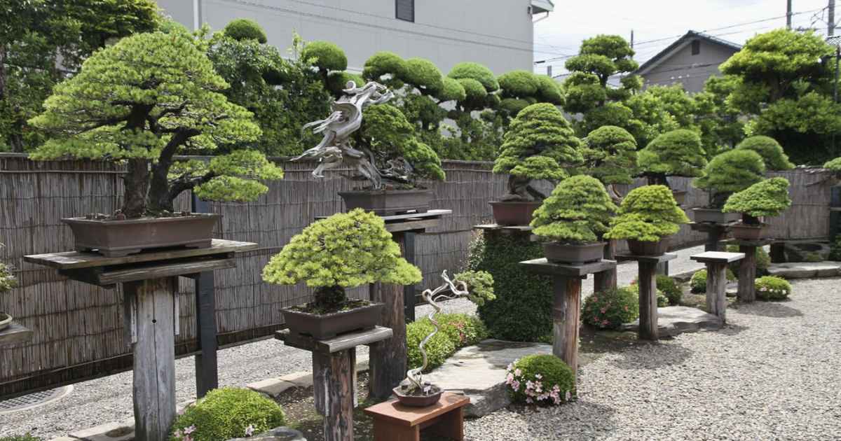 List of Wild Tree Names That Can Be Used as Bonsai and Examples