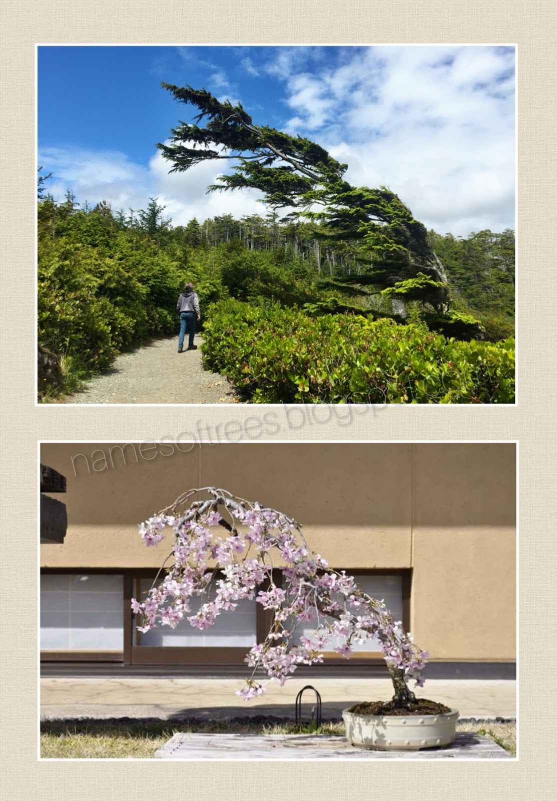 Bonsai Like Trees In Nature 52