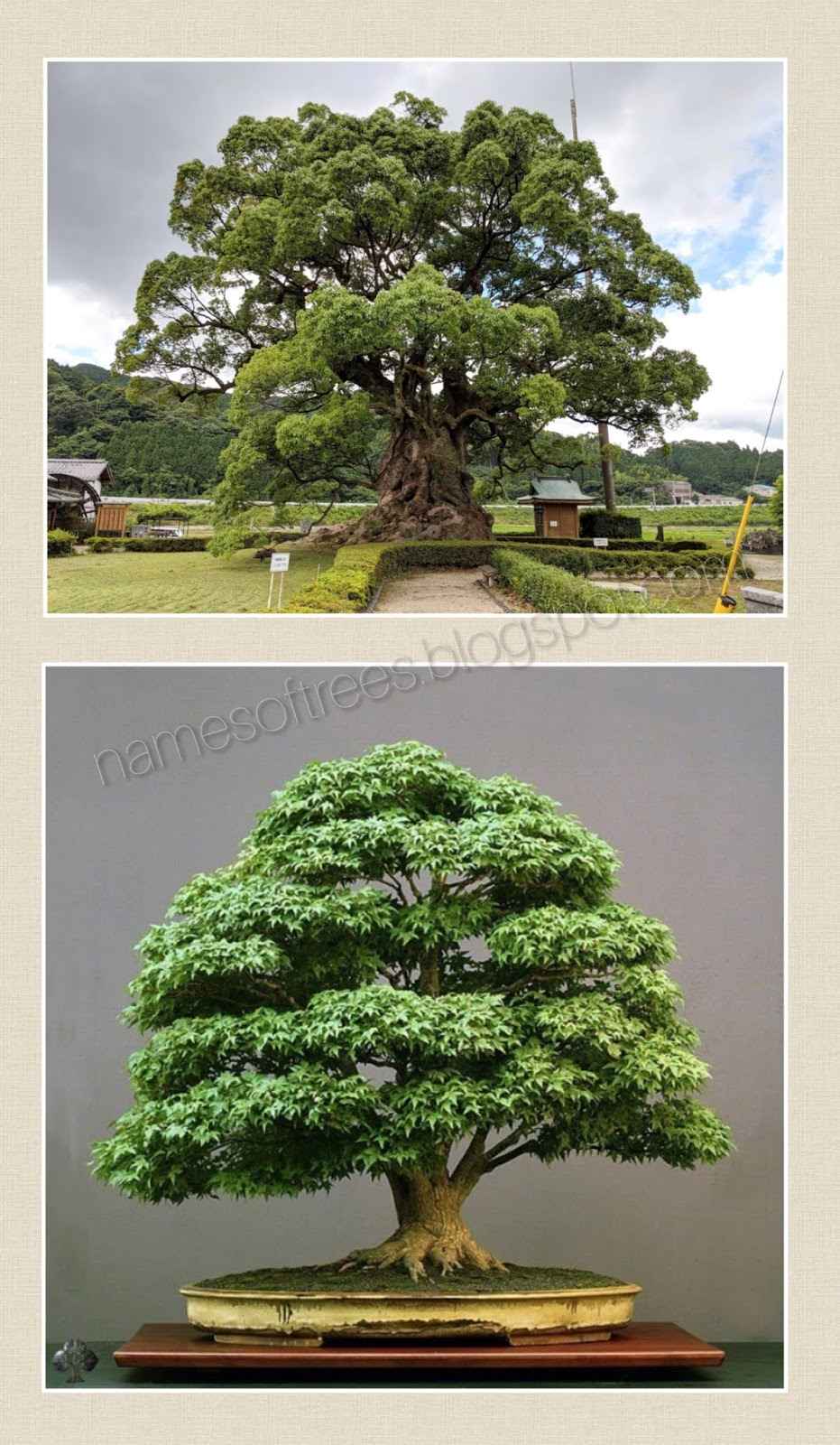 Bonsai Like Trees In Nature 65