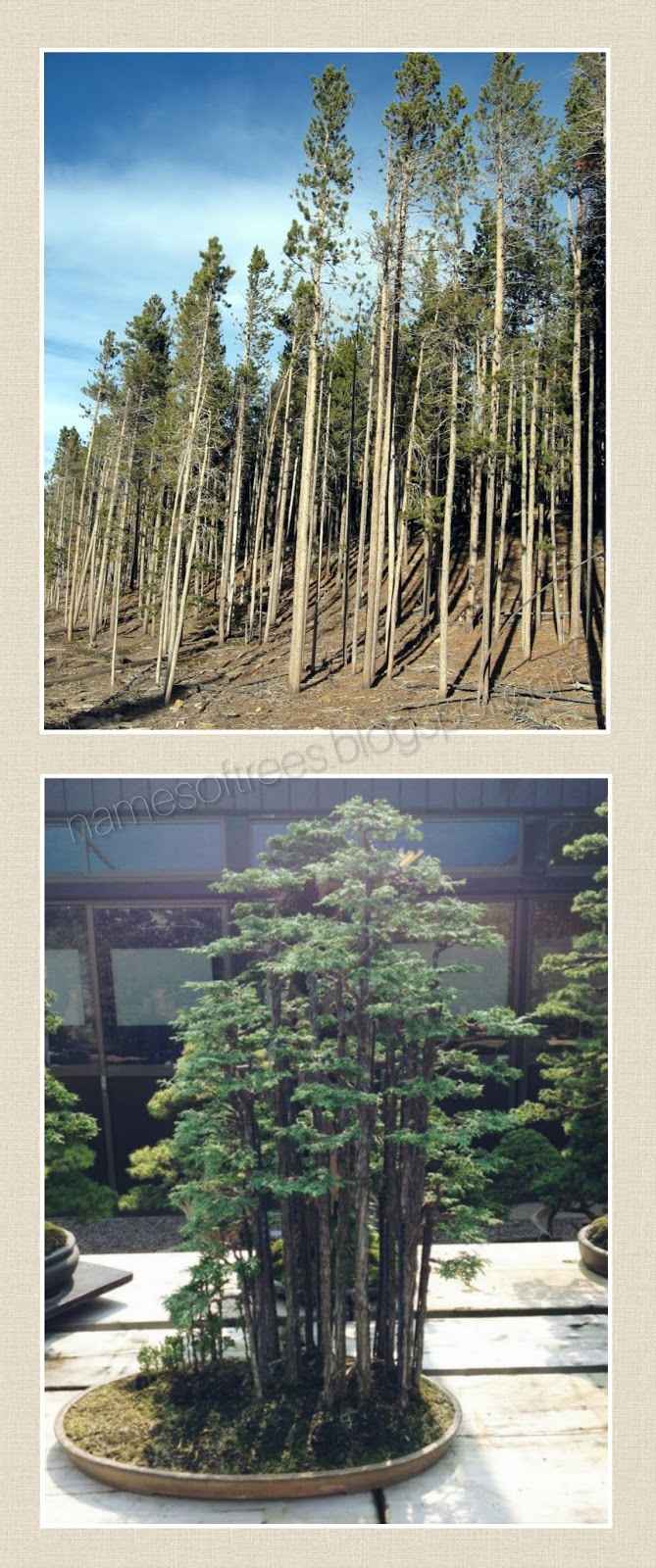 Bonsai Like Trees In Nature 8