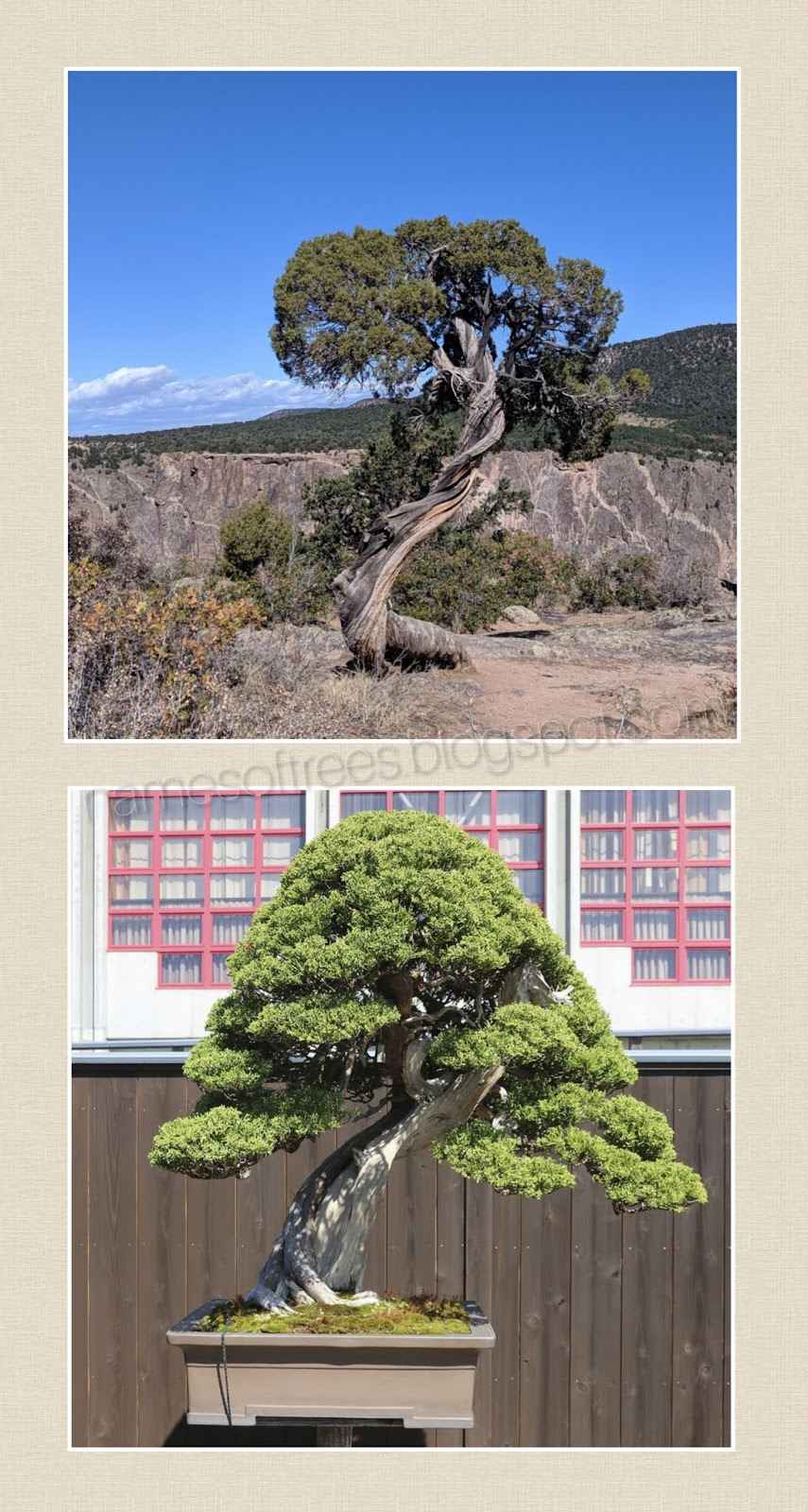 Bonsai Like Trees In Nature 97