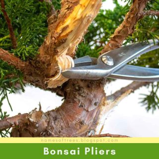 Bonsai Pliers