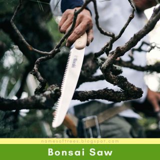 Bonsai Saw
