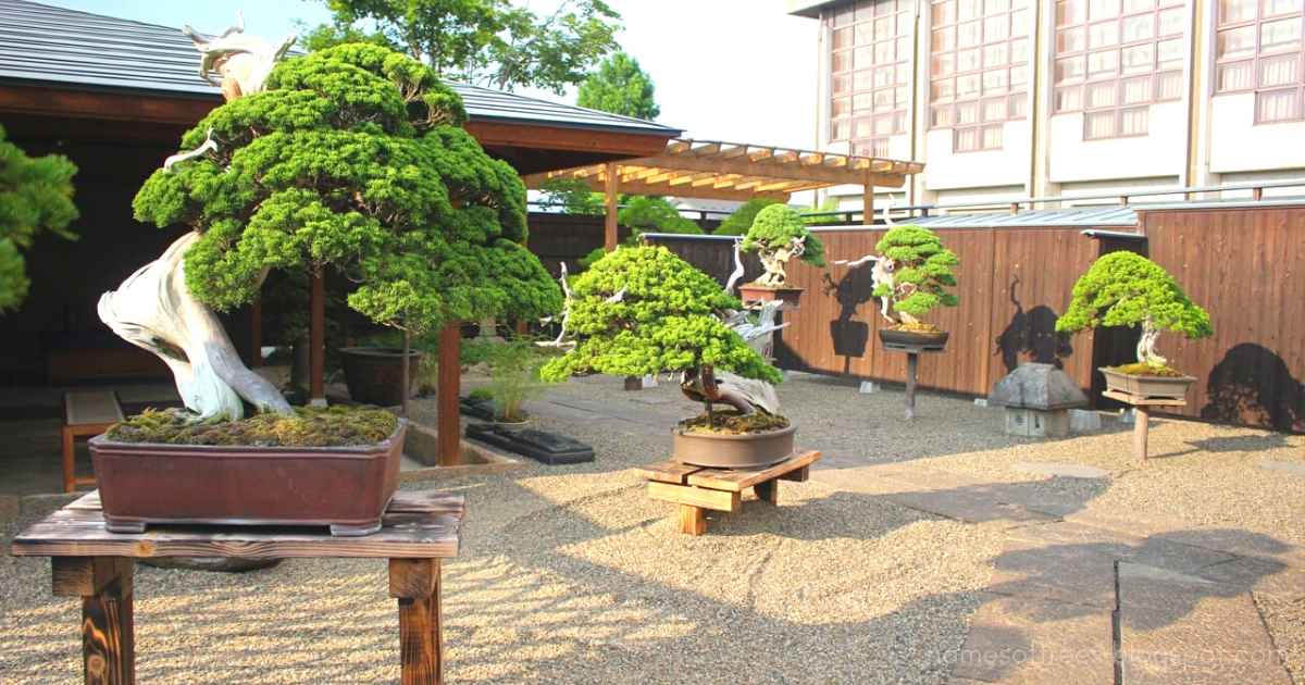 The Kinds Of Bonsai Style In The World