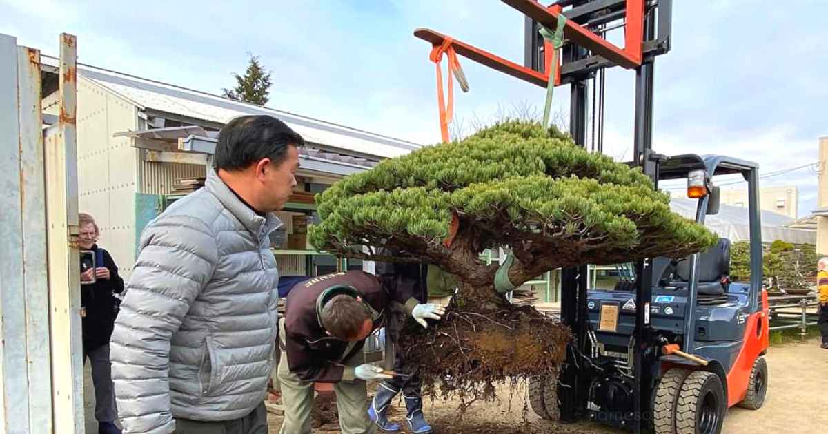 Various Types of Bonsai Tools and Their Uses