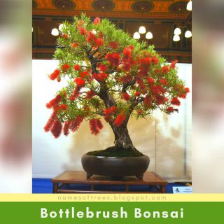 Bottlebrush Bonsai