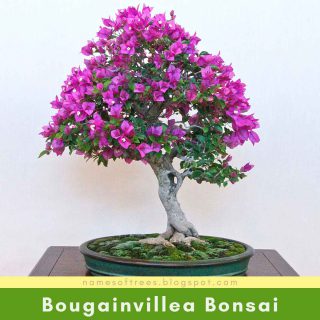 Bougainvillea Bonsai