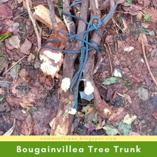 Bougainvillea Tree Trunk