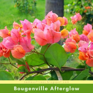 Bougenville Afterglow