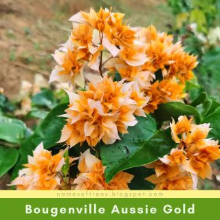Bougenville Aussie Gold