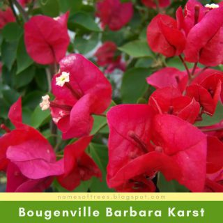 Bougenville Barbara Karst
