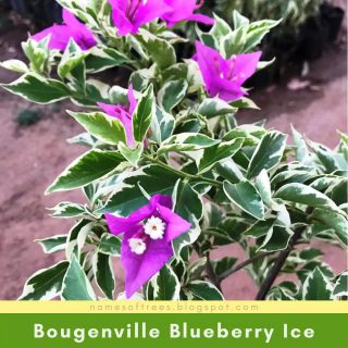 Bougenville Blueberry Ice
