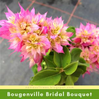 Bougenville Bridal Bouquet