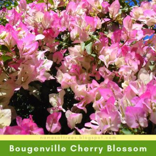 Bougenville Cherry Blossom