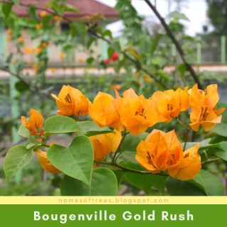 Bougenville Gold Rush