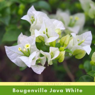 Bougenville Java White