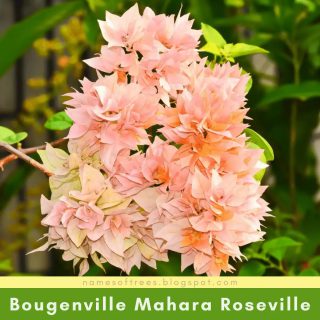 Bougenville Mahara Roseville