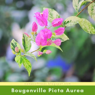 Bougenville Picta Aurea