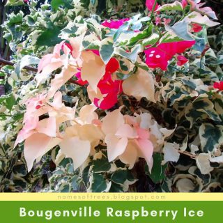 Bougenville Raspberry Ice