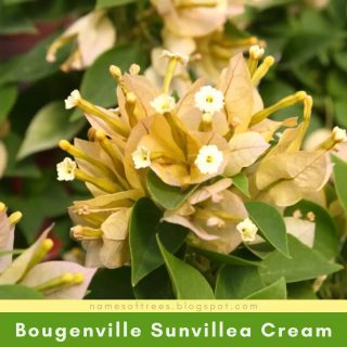 Bougenville Sunvillea Cream