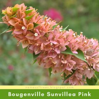 Bougenville Sunvillea Pink
